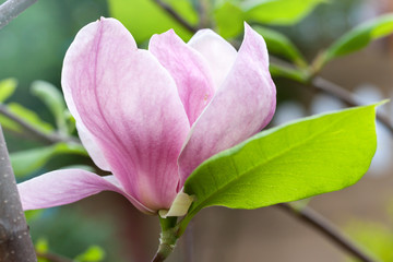 Big pink magnolia