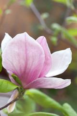 magnolia in the spring garden