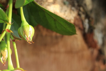 pink roses and a log copy space