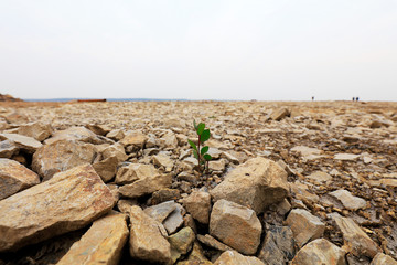Small grass grows between rocks