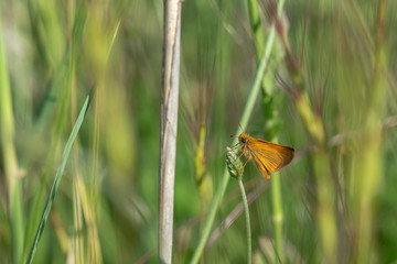 Hesperiidae / Sarı Antenli Zıpzıp / / Thymelicus sylvestris