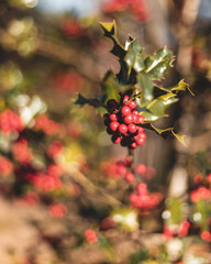 red berries on a branch