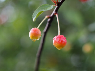cherries on tree