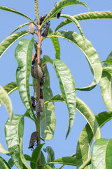 Spotted Lanternfly (Lycorma delicatula) Berks County, Pa.