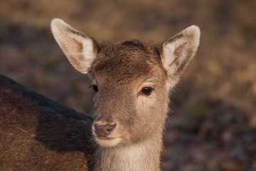 Damhirsch (Dama dama)