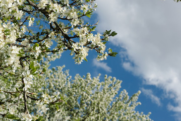 Obraz premium white plum flowers against dark blue sky