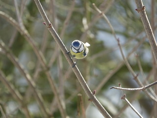 blue tit on a branch in woodland