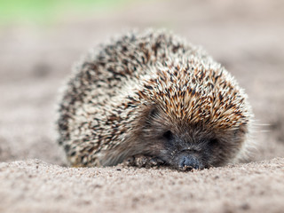 Hedgehog close up in natural conditions