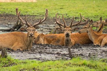 Belorussia - Brest - Close-up view of the herd of red deer (cervus elaphus) lie resting in a swampy lowland in spring Bialowieza Forest national park with blured foreground and background