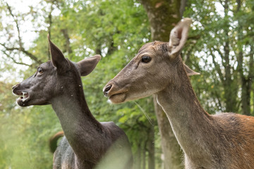 Obraz premium Damhirsche in Wildpark (Dama dama)