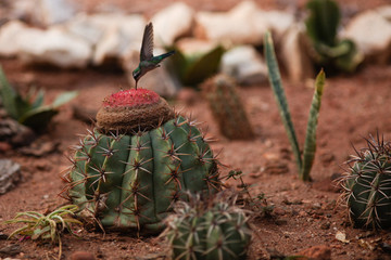 Coroa de Frade florindo (Melocactus bahiensis) e beija-flor