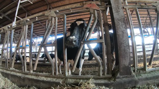 4K, milk cow on modern farm. Domestic animals in barn. Agricultural industry, farming and animal husbandry concept. Cattle cows in the barn of a dairy farm. Herd of cows in cowshed on milk factory-Dan