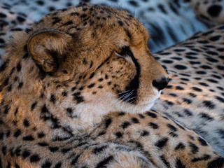 Resting Cheetah