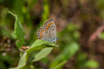 Butterfly Flower Green