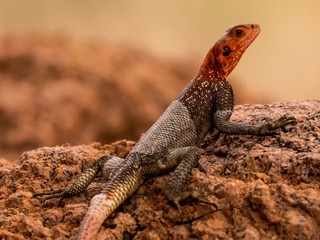 Namibian Rock Agama