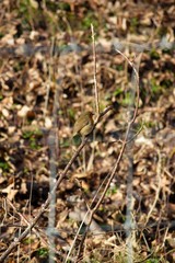 Little red Robin on a branch in the woods