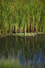 vegetação refletida em córrego