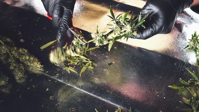 Process of trimming the flowering marijuana buds in mans  hands. Fresh medical cannabis harvest in close-up. 4k quality