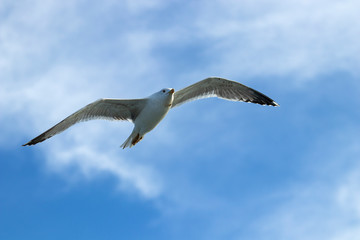 Obraz premium Seagull 