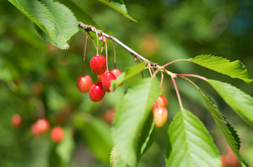 Juicy red cherries in the tree.