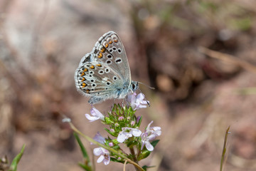 Butterfly Flower Green