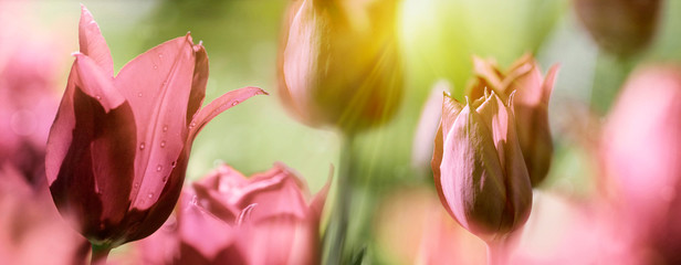 tulpen rot dunkelrot licht strahlen banner