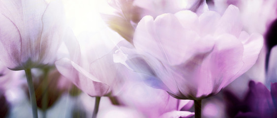 tulpenblüte in hellem licht