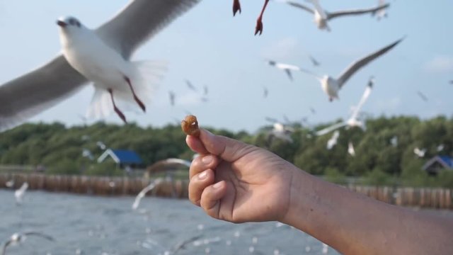 Old lady feeding seagull with some pork. Travel. Thailand. Slow Motion. 