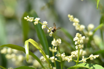 bee on flower