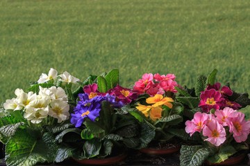 Primroses flowers in the garden