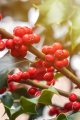Holly green foliage with matures red berries. Ilex aquifolium or Christmas holly
