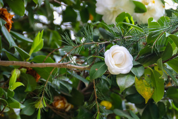 Beautiful camellia flower in the garden at spring
