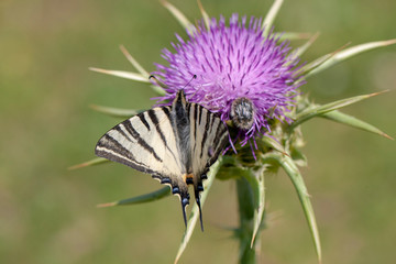 Butterfly Flower Green