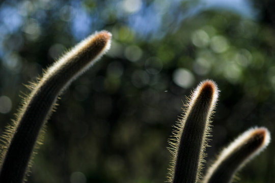 cacto do cerrado