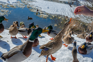 a flock of wild ducks - Anas platyrhynchos