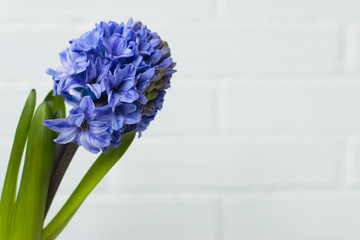 blue hyacinth flower on a white brick background with space