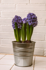 blue jacinth flowers in a metal pot