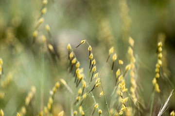 vegetação do cerrado mineiro