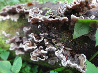 Drzewa i roślinność w puszczy białowieskiej © Michal