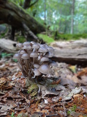 Stara roślinność w puszczy białowieskiej