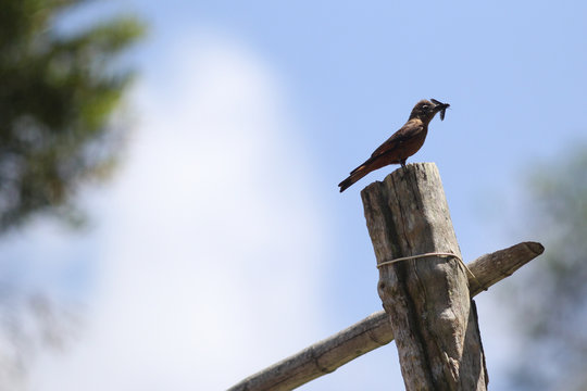 passarinho comendo mutuca