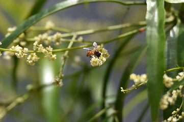 Fototapeta premium bee on a flower