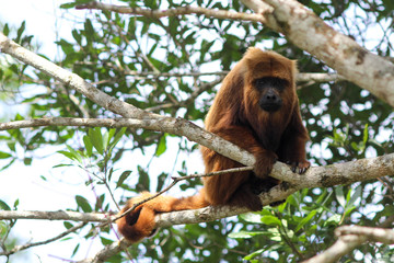 macaco bugio ou barbado ou guaribas