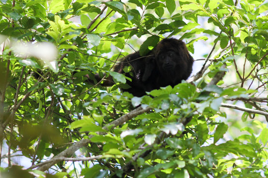 macaco bugio ou barbado ou guaribas