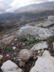 Ślimak w górach © Michal