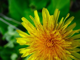 Spring yellow dandelion flower on green background