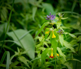 Obraz premium Beautiful flowers of a Russia middle zone. Melampyrum nemorosum. Natt och dag. (Night and Day). In Russia Ivan-da-Marya