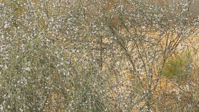 Bees flying over small white flowers on his bush