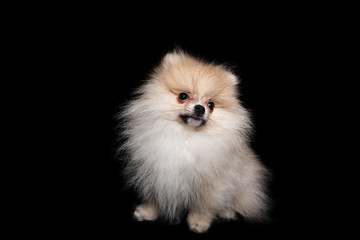 Obraz premium Front view of a sitting pomeranian spitz isolated on a black background