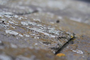 Rough muted colour macro photo of lichen moss growing on old damp roof tile discovered on a house renovation. Detailed close up with a shallow depth of field.